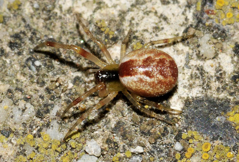 Theridiidae: cfr. Anelosimus vittatus - Sassuolo (MO)